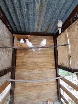 Hrdličky chychotavé