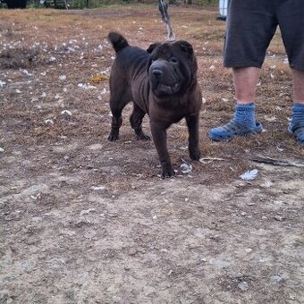 Šarpej,sharpei,shar pei,sarpej