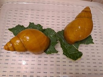 AFRICKÉ SLIMÁKY  ARCHACHATINA MARGINATA OVUM NIGERIA  ALBINO