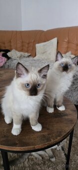 Ragdoll mačiatka s PP - 1