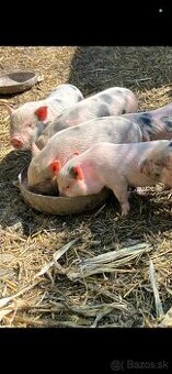 Predám Gottinskè miniprasiatka