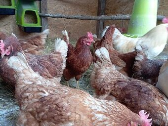 Násadové vajíčka