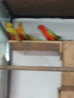 Papagaj kralovsky  žlty