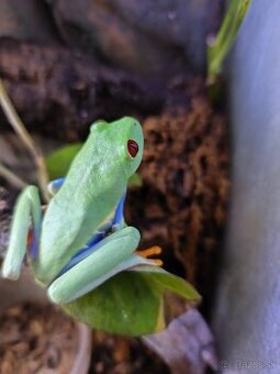 Listovnica Červenooká