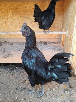 Ayam Cemani kohút