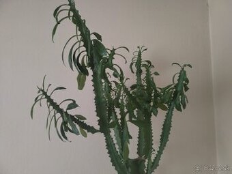 Euphorbia trigona