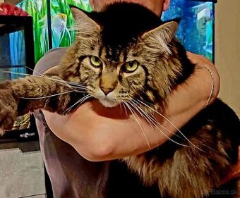 Maine coon