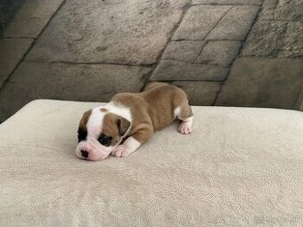 Continental bulldog