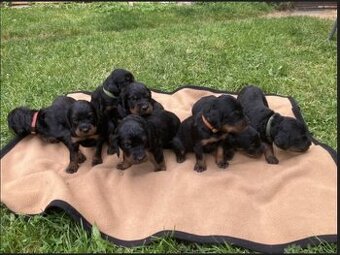 darujem šteniatka plemeno Poľský honič