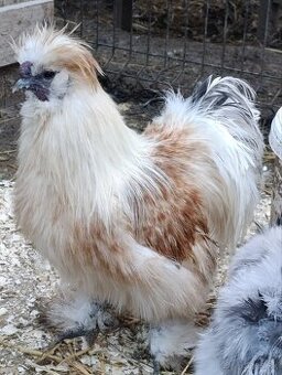 USA hodvabnicka kohutik