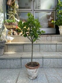 Okrasná rastlina- Bršlen japonský - 1