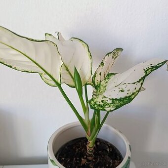 Aglaonema White Joy
