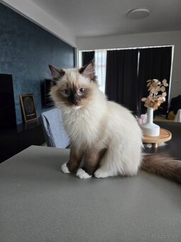 Ragdoll bez PP