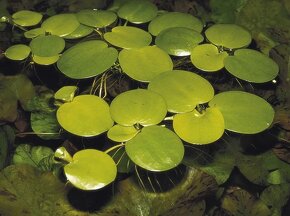 Limnobium laevigatum - plávajúca rastlina