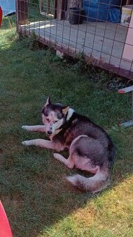 Sibírsky Husky