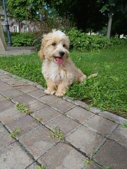 Maltipoo