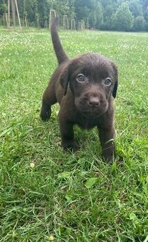 Labradorský retriever čokoláda - štěňátka s Průkazem Původu