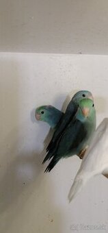 FORPUS - Papagaj sedokridly