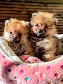 Oranžový špic- Typ Pomeranian