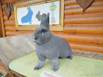 Viedenský modrý - 1