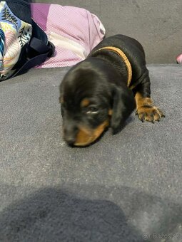 Jazvečík trpaslíci krátkosti bez PP