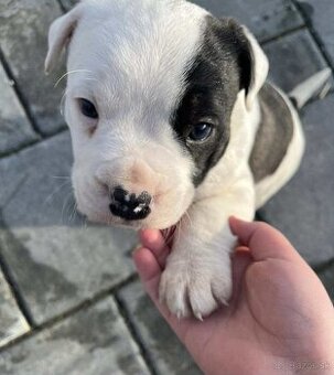 Darujem šteniatka Staforda