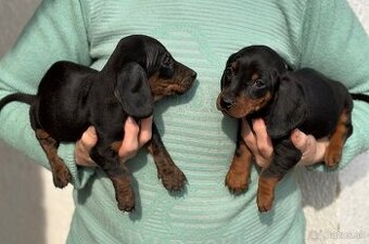 Hladkosrstý jazvečík