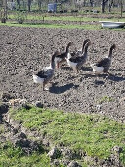 Predam landenske husi