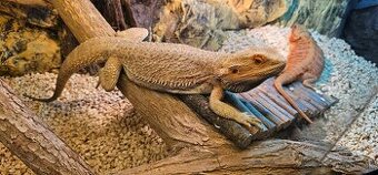 Agama Bradata