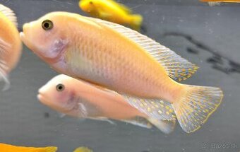 Malawi cichlidy