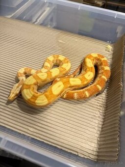Boa Constrictor