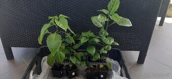 Chilli priesady