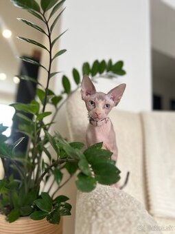 Mačička sphynx