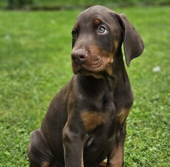 Doberman s PP - šteniatka