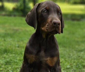 Doberman s PP - šteniatka - 1