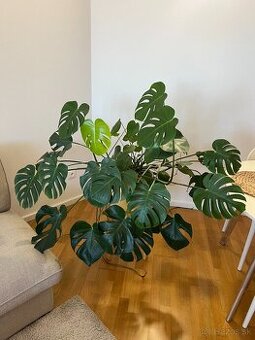 Monstera
