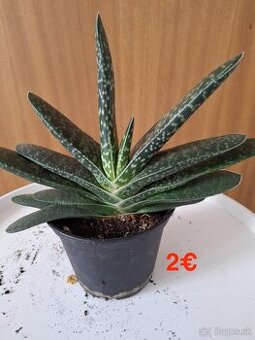 Mix izbových rastlín: Tučnolist, Prýštec, Euphorbia