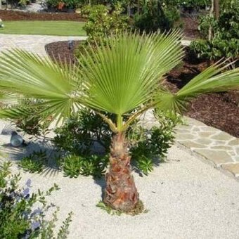 Washingtonia Robusta