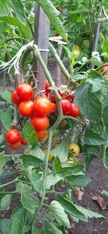 Paprika bio,paradajky bio,baranie rohy,Alma paprika - 1