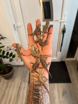 Agamy bradate (Pogona vitticeps) Mláďatá - 1