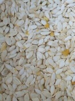 Predám tekvicové jadierka