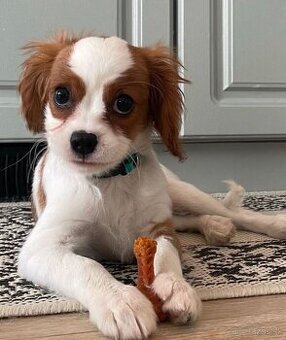 Šteniatko Cavalier King Charles na adopciu.