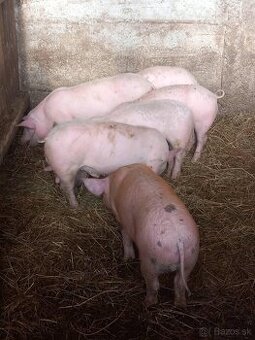 Prasiatka40kg