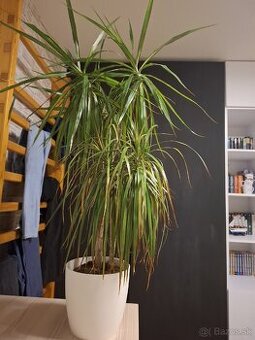 Izbový kvet, výška cca 1m - 1