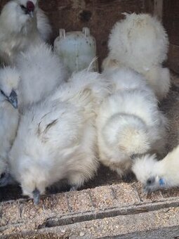 Zdrobnela hodvabnicka