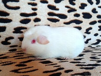 Morča,morské prasiatko