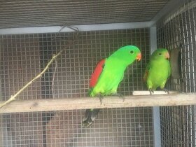 Papagaj červenokrídly