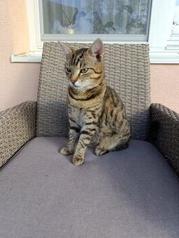 Kocúrik Teo a mačička Elisa