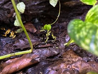 Pralesnička harlekýn (Dendrobates leucomelas)
