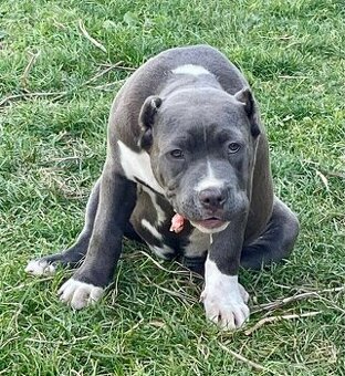 American Bully s PP